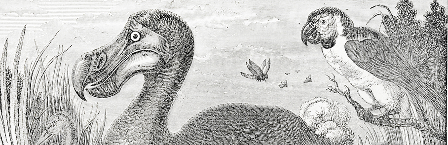 Mauricius dodo